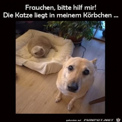 Hund-braucht-Hilfe.jpg von Rebecca