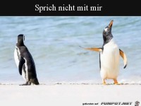 Pinguine im Streit
