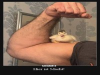 Kraftvoller Bizeps mit Kkenpartner