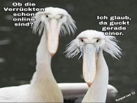 Zwei Pelikane beobachten gespannt