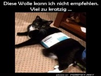 Katzentest: Wolle viel zu kratzig!
