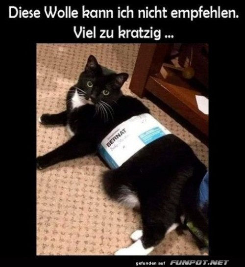 Katzentest:-Wolle-viel-zu-kratzig!.jpg auf www.funpot.net