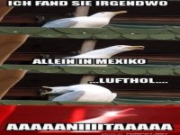 M�we im musikalischen H�henflug!