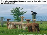 Oh du gro�e Katze