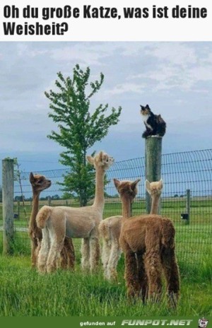 Oh-du-groe-Katze.jpg auf www.funpot.net