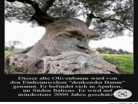 Dieser alte Olivenbaum