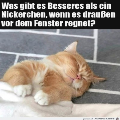 Ein-Nickerchen-tut-immer-gut.jpg von Pius