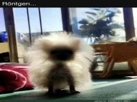 Röntgen