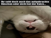Katzen-H�schen-Illusion