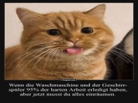 Katzenlogik: Hausarbeit ist nie ganz fertig!