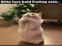 Bitte lass bald Freitag sein