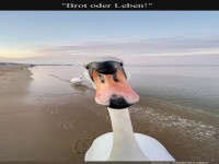 Der erbarmungslose Schwanenblick