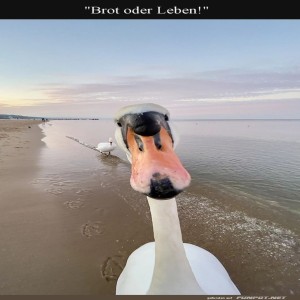 fun-Bild: Der erbarmungslose Schwanenblick