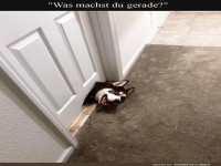 Hundet�ren sind von gestern!