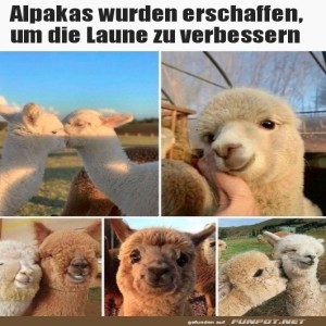 Niedliche-Alpakas.jpg von Sahneschnitte