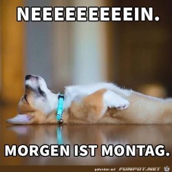 Morgen-ist-Montag.jpg auf www.funpot.net