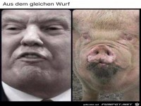 Gleicher Wurf