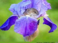 Iris mit Bewohner