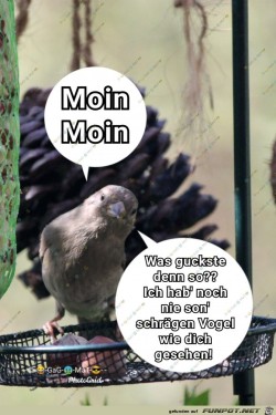 Schraeger-Vogel.jpg auf www.funpot.net