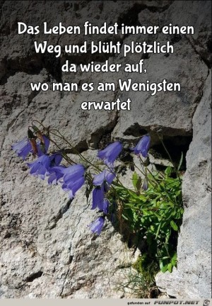 Das-Leben-findet-immer-einen-Platz.jpg auf www.funpot.net