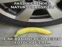 Wenn Bananen gefhrlich leben