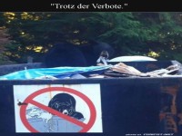 B�r bricht alle Regeln: M�llmaestro!