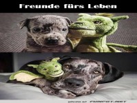 Freunde f�rs Leben