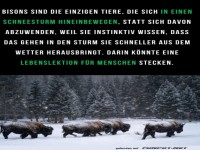 Bison gegen den Schneesturm: Ein Mutmacher!