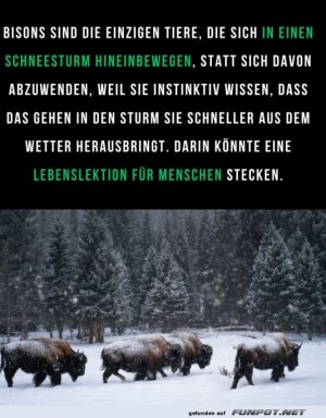 Bison-gegen-den-Schneesturm:-Ein-Mutmacher!.jpg auf www.funpot.net