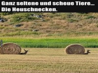 Entdecke die seltene Heuschnecke!