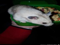 Ein Hamster im Futternapf