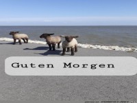 Guten Morgen