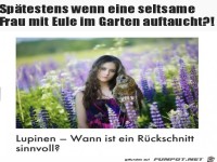 Wann sollte man Lupinen zur�ckschneiden?