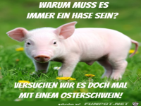Es muss nicht immer ein Hase sein