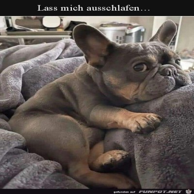 Hund-ist-noch-müde.jpg von Alya