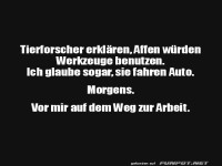 Affen und ihre erstaunlichen F�higkeiten