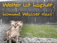 Regen: Die Katzenperspektive