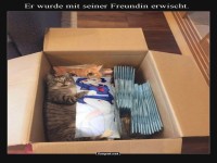 Katzenkarton-Dilemma enth�llt Kissenliebe