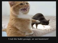 Wenn Mieze die Wahrheit erfährt!