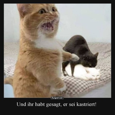 Wenn-Mieze-die-Wahrheit-erf&auml;hrt!.jpg von Benno-2011