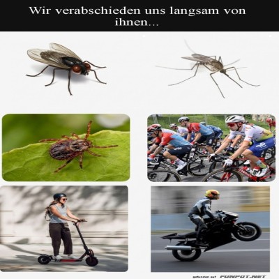 Bye-bye,-Bugs-?-Hallo,-Rennstars!.jpg von Traumfrau