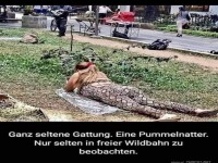 Die Pummelnatter