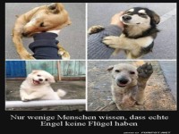 Nur wenige Menschen wissen, dass echte Engel keine Flgel ha