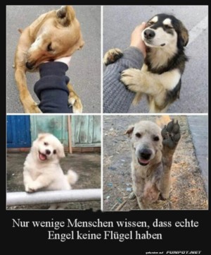 Nur-wenige-Menschen-wissen,-dass-echte-Engel-keine-Fl�gel-ha.jpg auf www.funpot.net