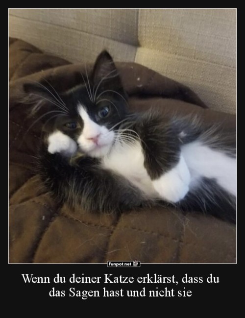Katze-erklärt,-wer-das-Sagen-hat.jpg auf www.funpot.net