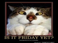 Kaffeejunkie-Katze fragt: Ist schon Freitag?