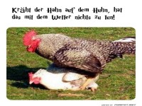 Hahn auf dem Huhn: Wetter oder Liebe?