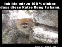 Kung Fu Katze lauert in den Felsen