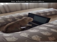 Wenn der Chef eine echte Katze ist!