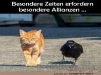 Katzen-Kr�hen-Kooperation 2.0